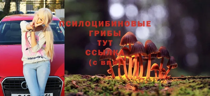 ссылка на мегу как войти  Гусиноозёрск  Псилоцибиновые грибы Magic Shrooms 